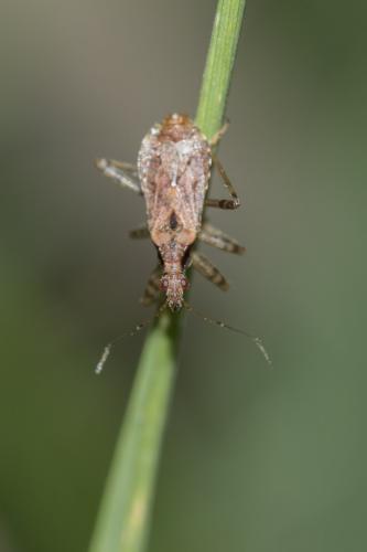 Himacerus mirmicoides